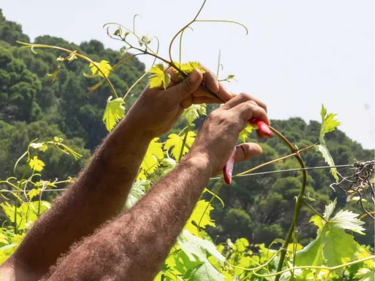 Un’isola, le vigne, lavoro e dignità: a Gorgona c'è un riscatto oltre le sbarre