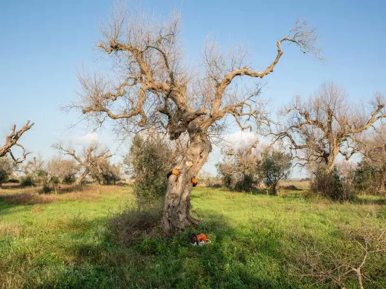 Gli ulivi della Xylella
sono diventati cover per gli smartphone (e riforestano il Salento)