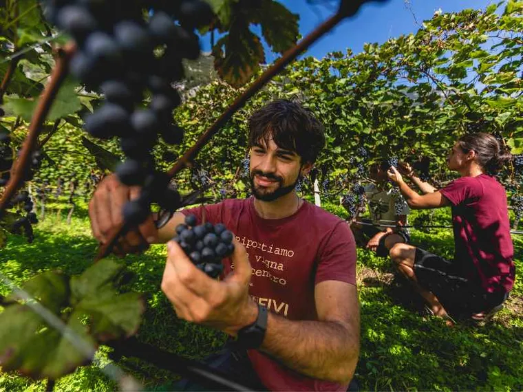 Custodi del territorio: i vignaioli della Fivi per la prima volta saranno al Meeting di Rimini