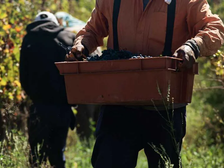 Vino e olio sono nei guai: la produzione abbonda,
le vendite no