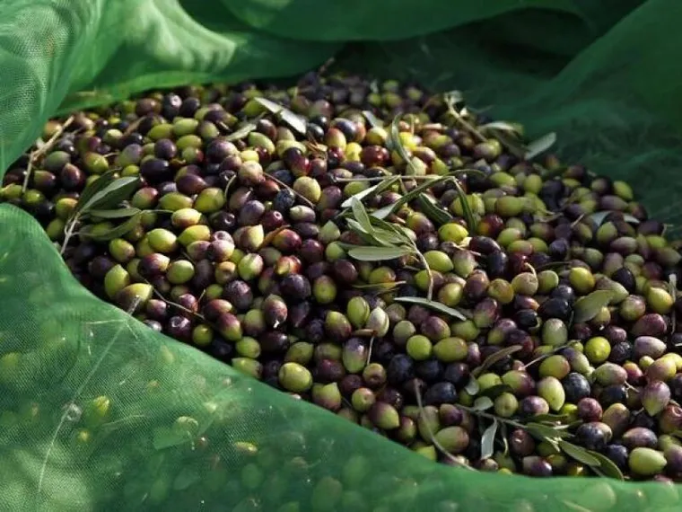 L’oro della terra, l’olio della comunione