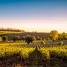 Nel vino la "veritas" del voto francese: la rabbia di Bordeaux sfida Parigi