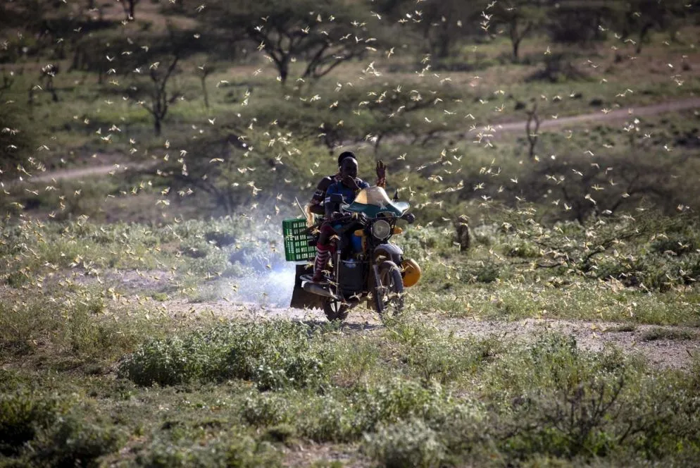 In motocicletta in mezzo a uno sciame di locuste del deserto a Lekji, Samburu East