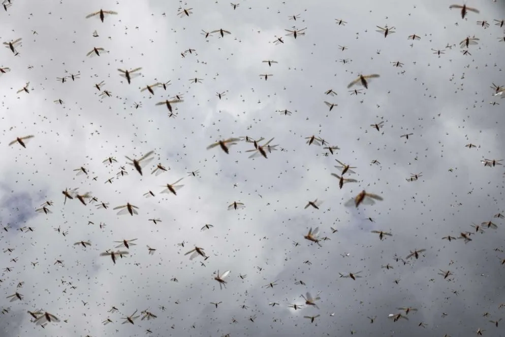 Locuste in volo riempiono il cielo