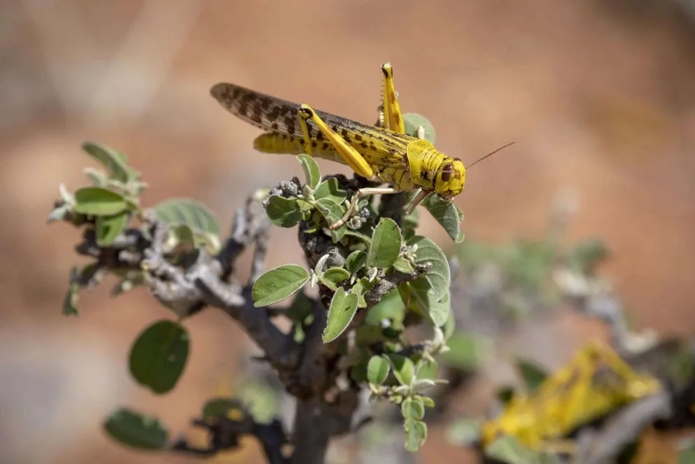 Una locusta del deserto su un cespuglio