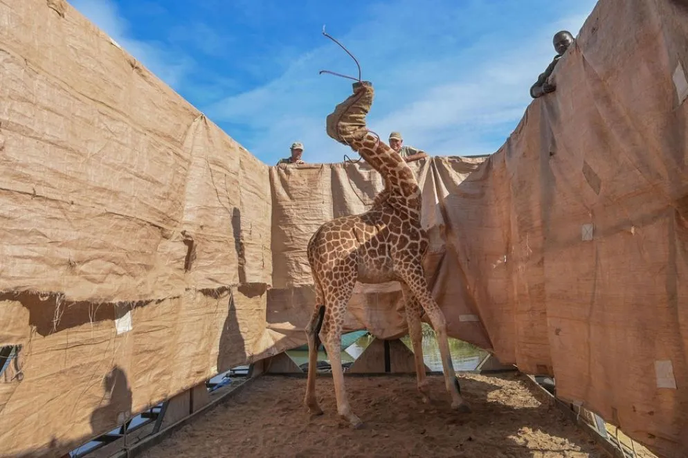 La foto che ha vinto il premio Natura: giraffe portate al sicuro da territori inondati verso il Kenya occidentale
