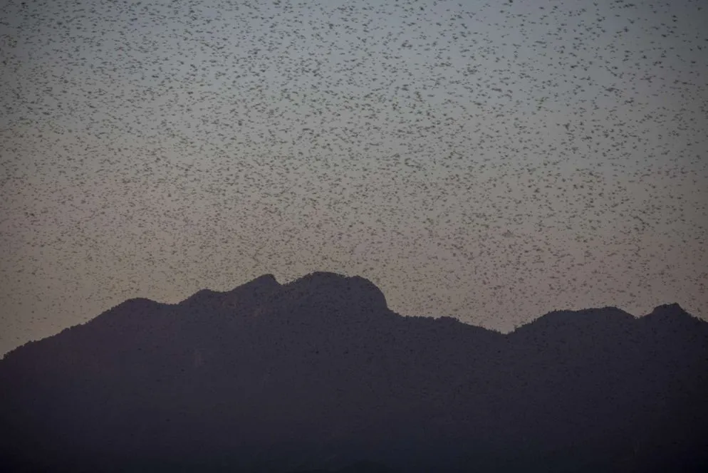 Un enorme sciame di locuste del deserto nei pressi di Lekji, Samburu Est