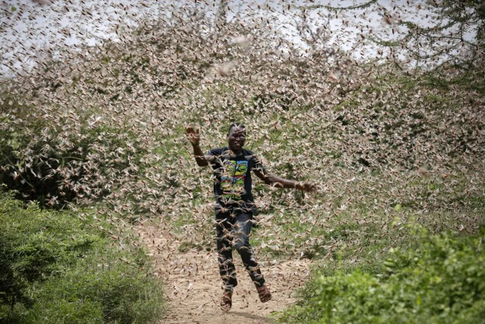 Un agricoltore locale, Theophilus Mwendwa, cerca di allontanare le locuste dalla vegetazione nei pressi di Enziu, Kitui County