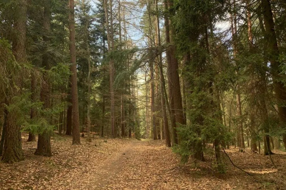 In cammino fra boschi rigogliosi