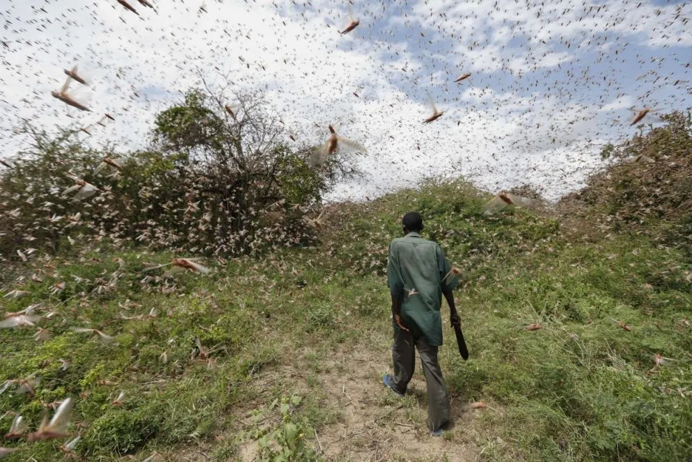 Un uomo tenta di allontanare le locuste dai cespugli nei pressi di Enziu, Kitui County, circa 200 chilometri a est di Nairobi