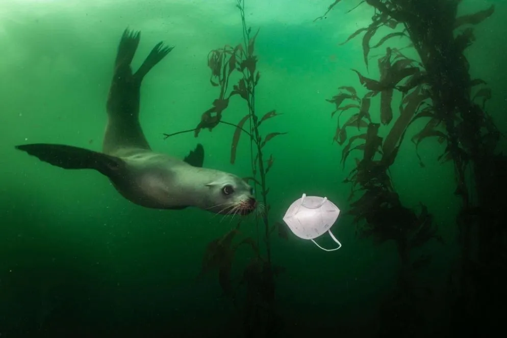 Il vincitore della categoria Ambiente: un leone marino nuota vicinoa una mascherina a Monterey, California