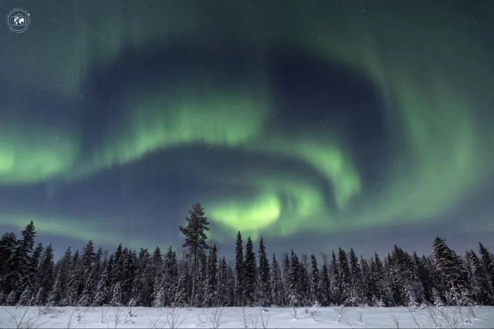 Aurora nelle foreste della Lapponia svedese