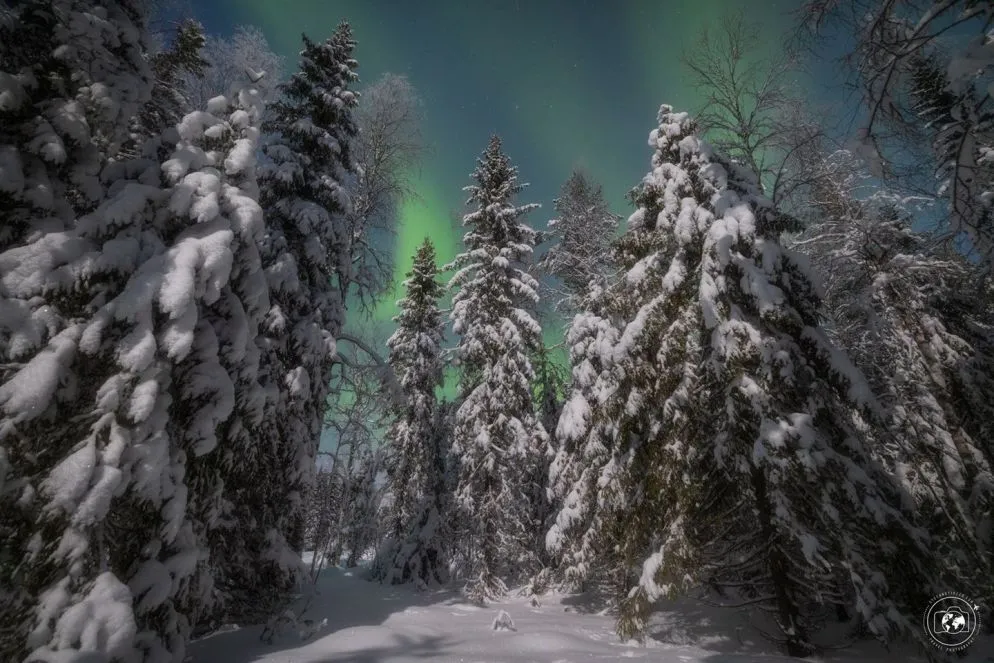 L'aurora boreale che danza sulle silenziose foreste lapponi