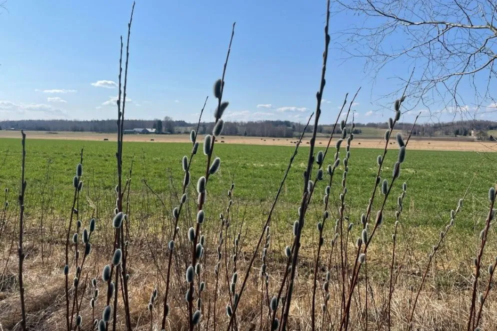 Panorama fra Hummuli e Valga
