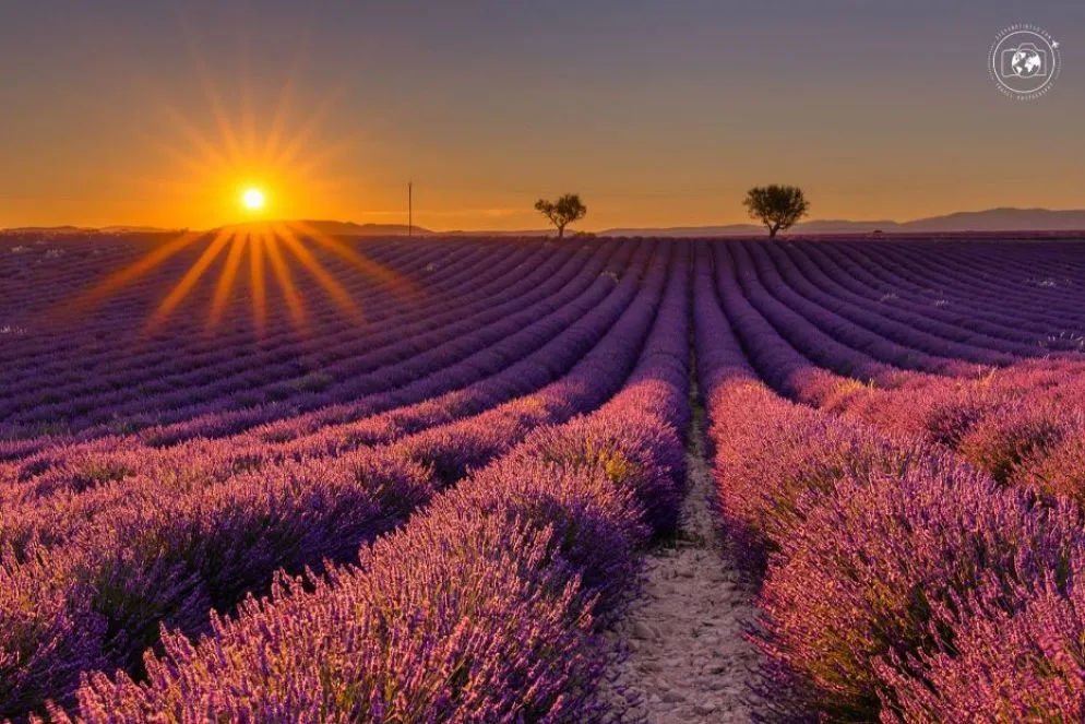 Campi di lavanda a perdita d'occhio nell'alta Provenza