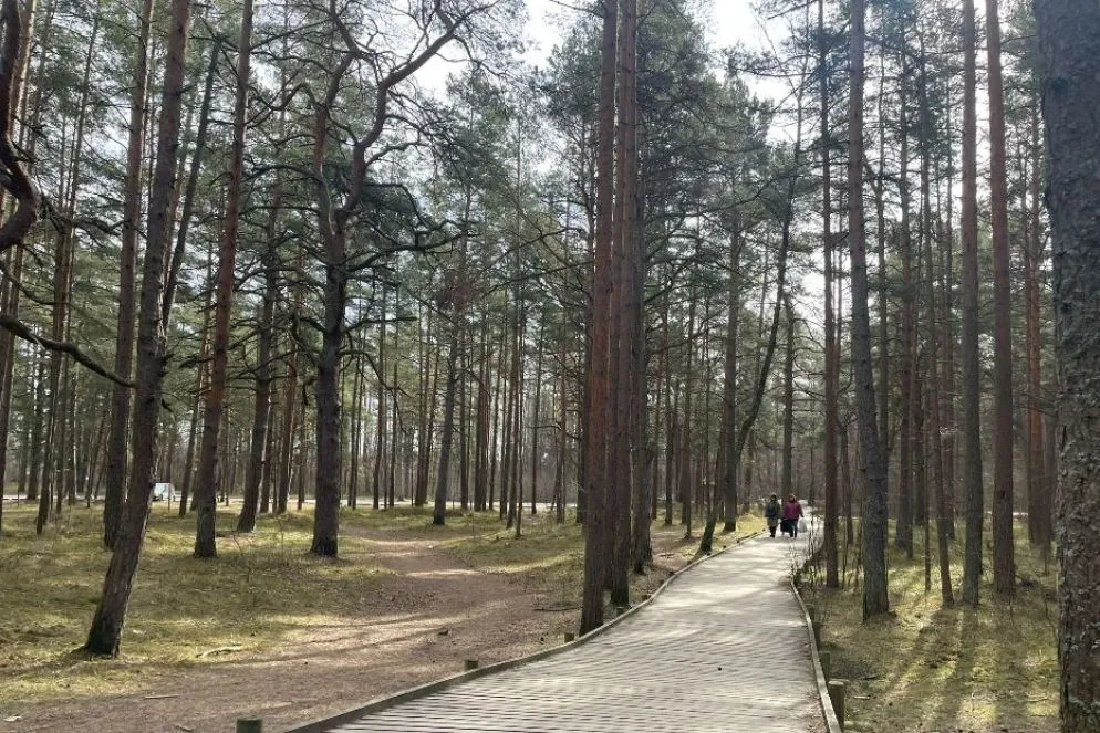 La pineta