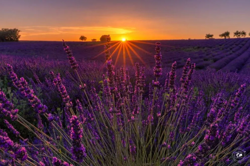 I colori della lavanda esaltati dalla luce del tramonto