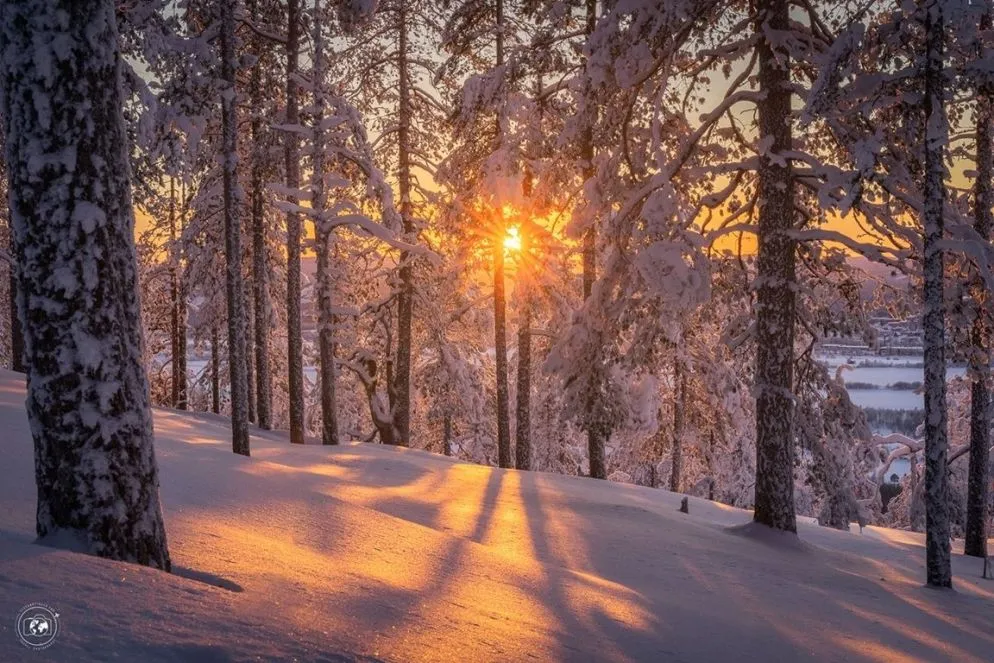 Un tramonto continuo in mezzo a foreste innevate