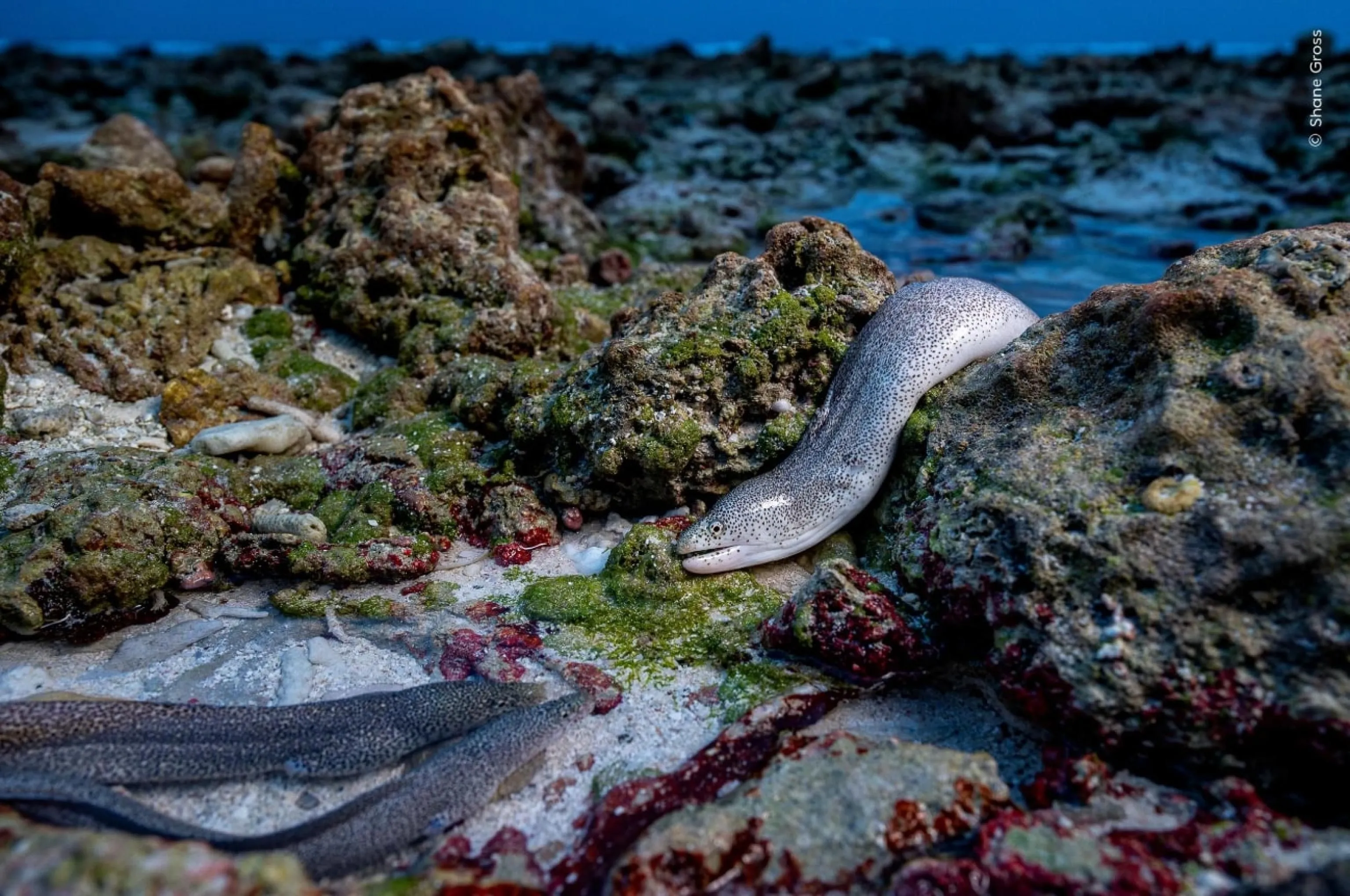 Murene che si spingono fuori dall'acqua per procurarsi il cibo, una delle fotografie in concorso al Wildlife Photographer of the Year 2025 organizzato dal Natural History Museum di Londra, 15 ottobre / Ufficio stampa - Ansa