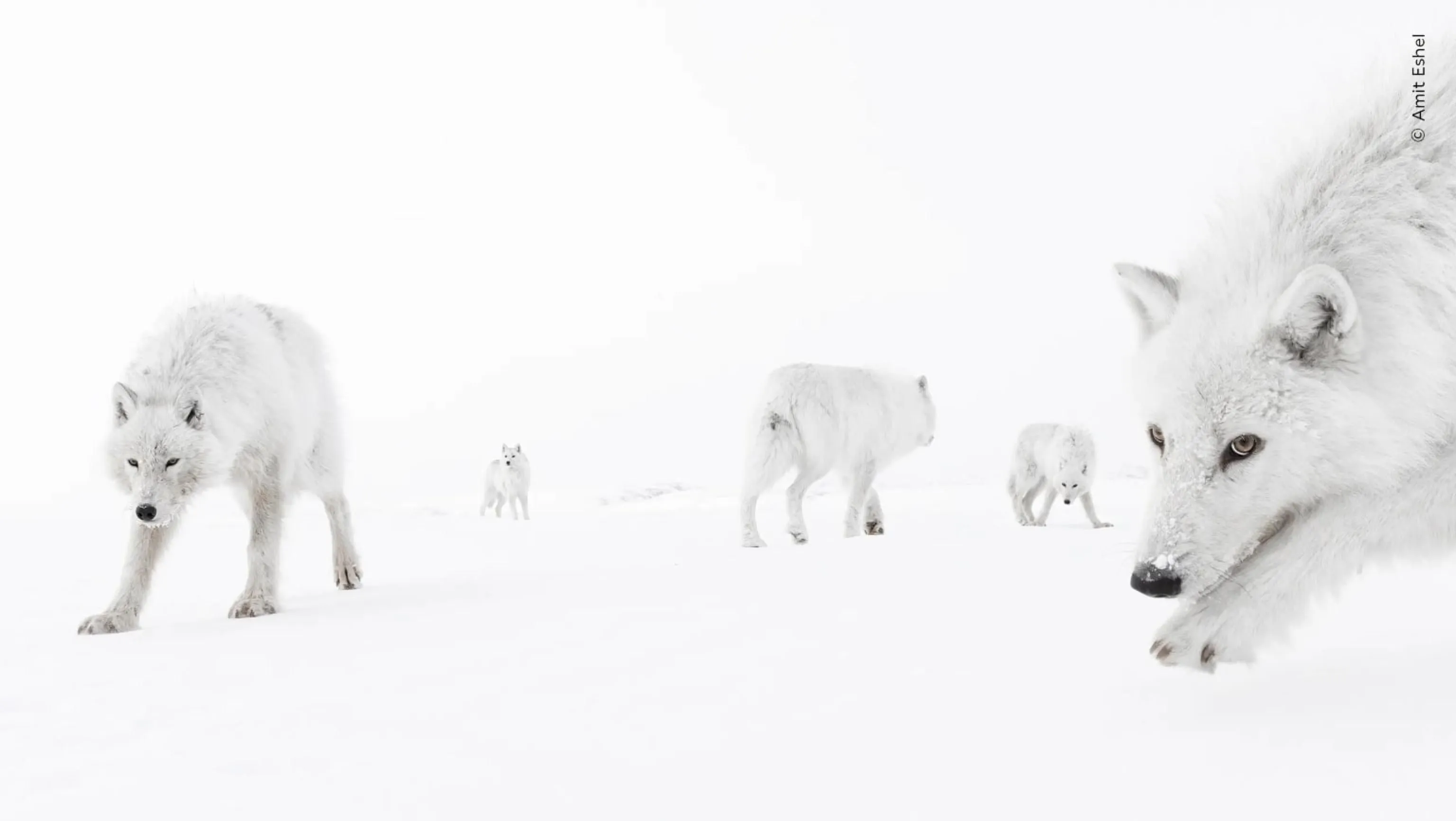 Lupi artici, una delle fotografie in concorso al Wildlife Photographer of the Year 2025 organizzato dal Natural History Museum di Londra, 15 ottobre / Ufficio stampa - Ansa