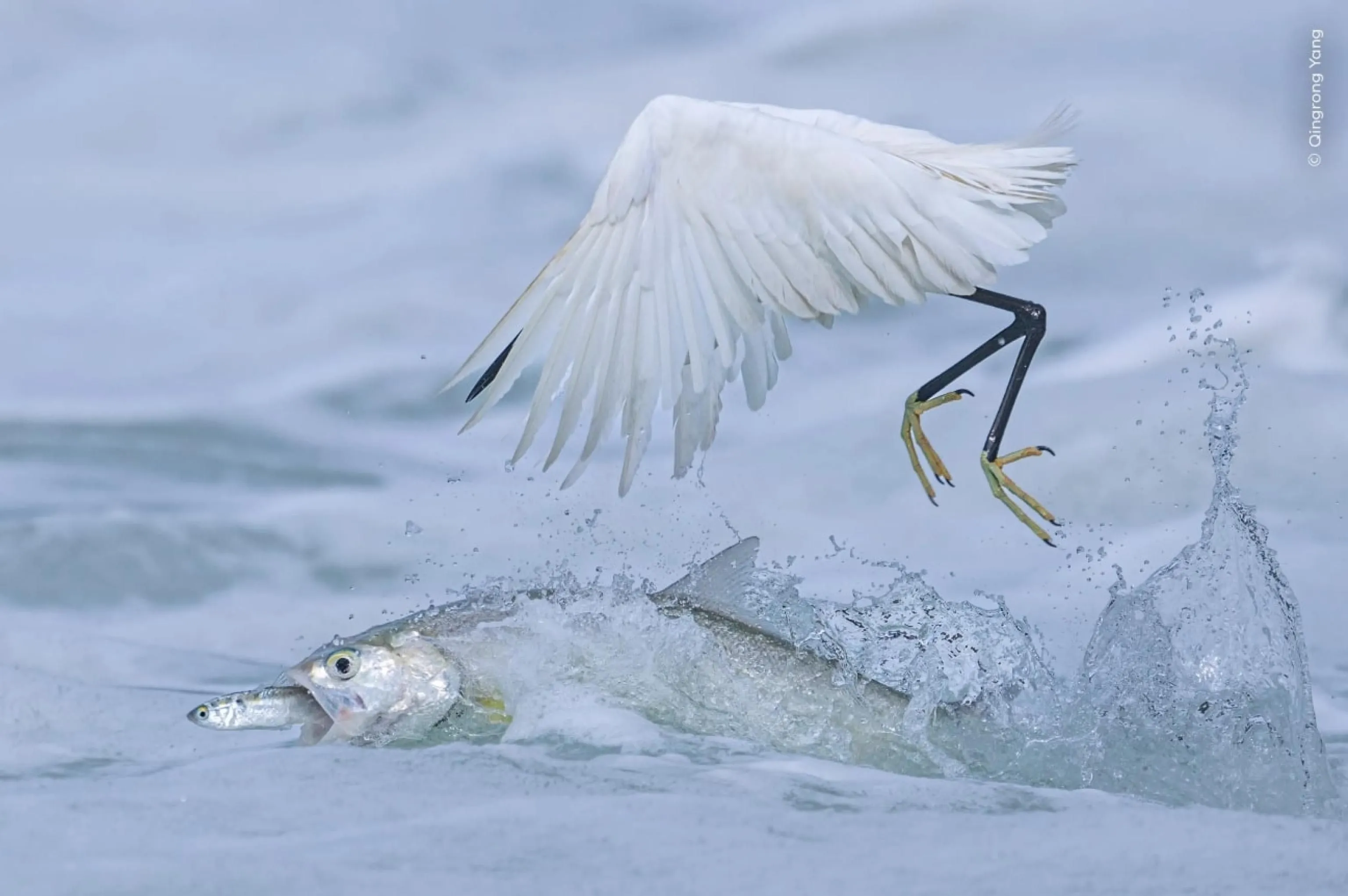 Caccia sincronizzata tra due pesci di diversa taglia e un uccello della specie garzetta, una delle fotografie in concorso al Wildlife Photographer of the Year 2025 organizzato dal Natural History Museum di Londra, 15 ottobre / Ufficio stampa - Ansa
