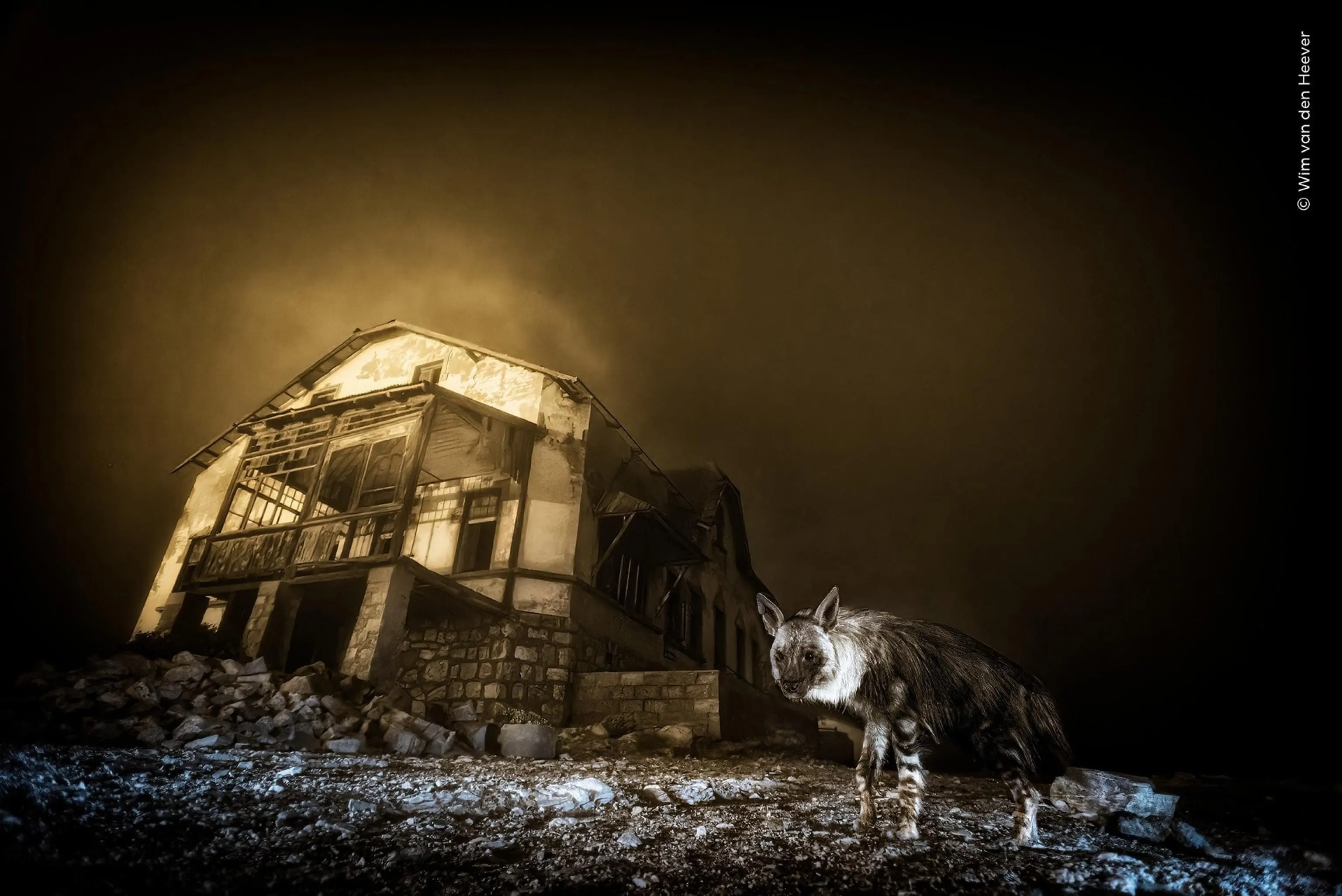 'Iena nella città fantasma', è lo scatto del sudafricano Wim van den Heever che ha vinto il Wildlife Photographer of the Year 2025 organizzato dal Natural History Museum di Londra, 15 ottobre / Ufficio stampa - Ansa