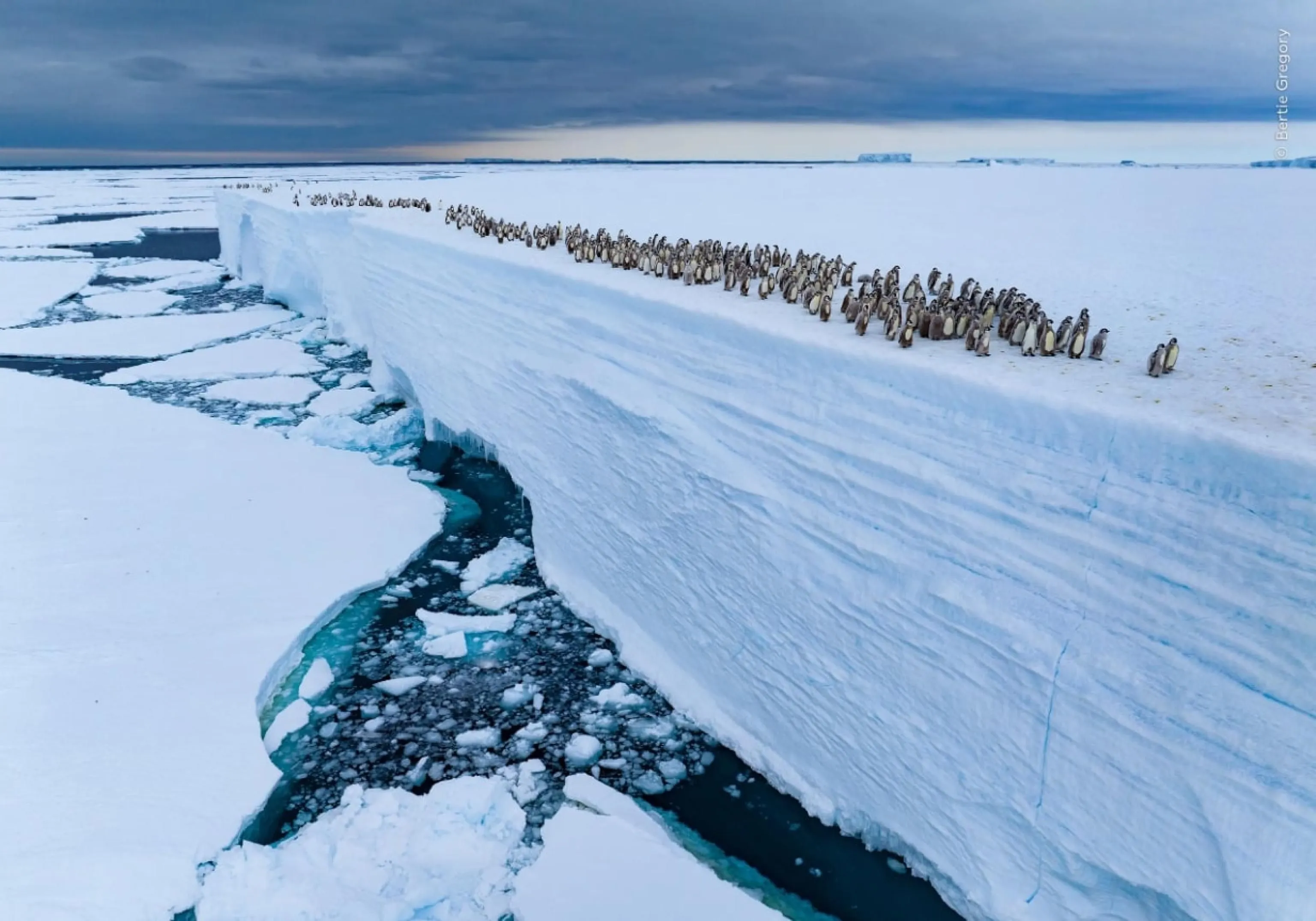 Pulcini di pinguino imperatore che si incamminano lungo il bordo di una piattaforma di ghiaccio, una delle fotografie in concorso al Wildlife Photographer of the Year 2025 organizzato dal Natural History Museum di Londra, 15 ottobre / Ufficio stampa - Ansa