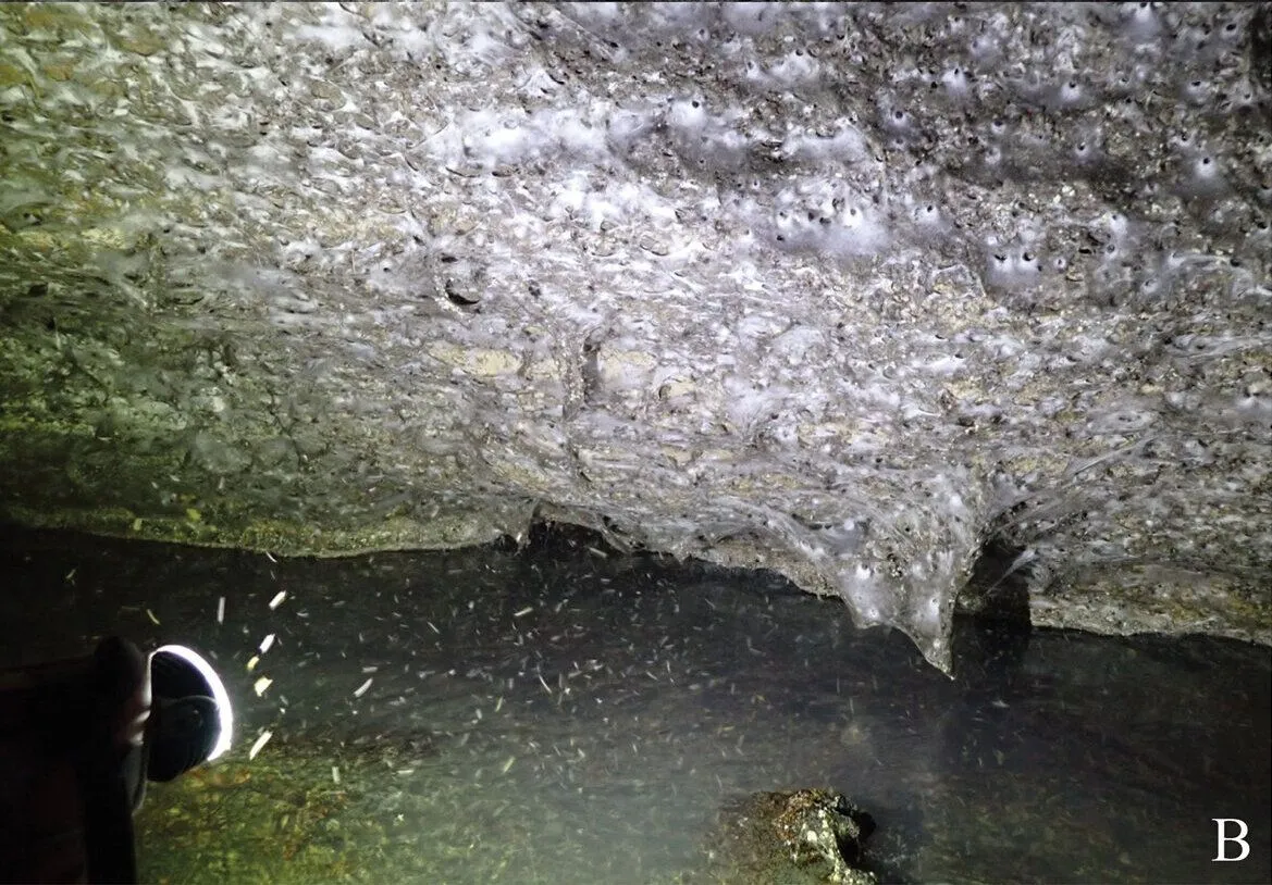 Vista frontale della ragnatela coloniale / Subterranean Biology (2025)