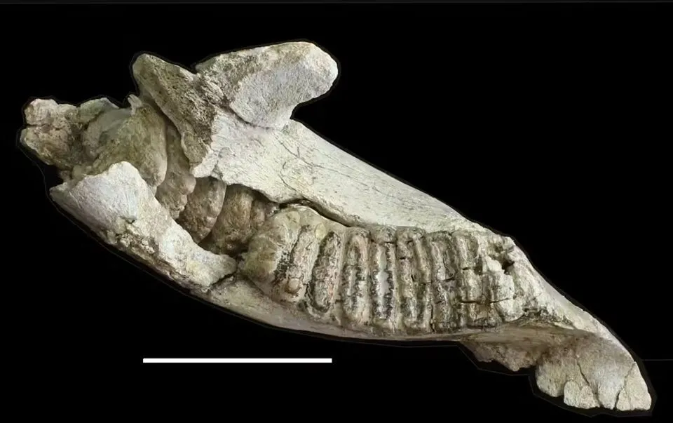 Mandibola e molare di uno Stegodon florensis florensis adulto, l'antenato di grandi dimensioni dello Stegodon florensis insularis. La scala è di 10 cm / Gerrit van den Berg