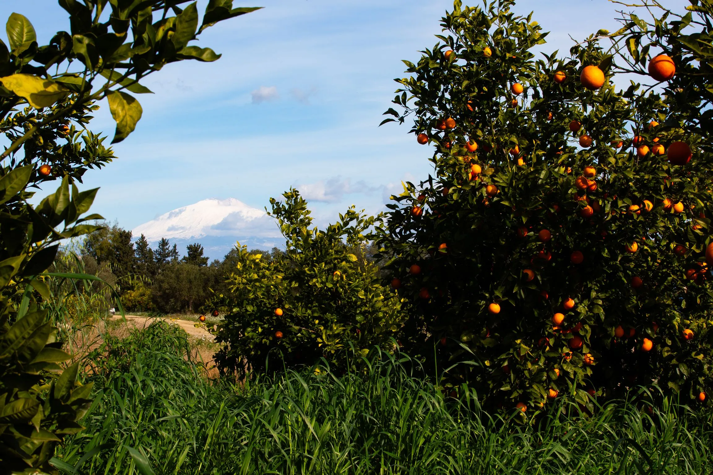 Aranceto nella piana di Mineo. In fondo l’Etna / Massimiliano Rella