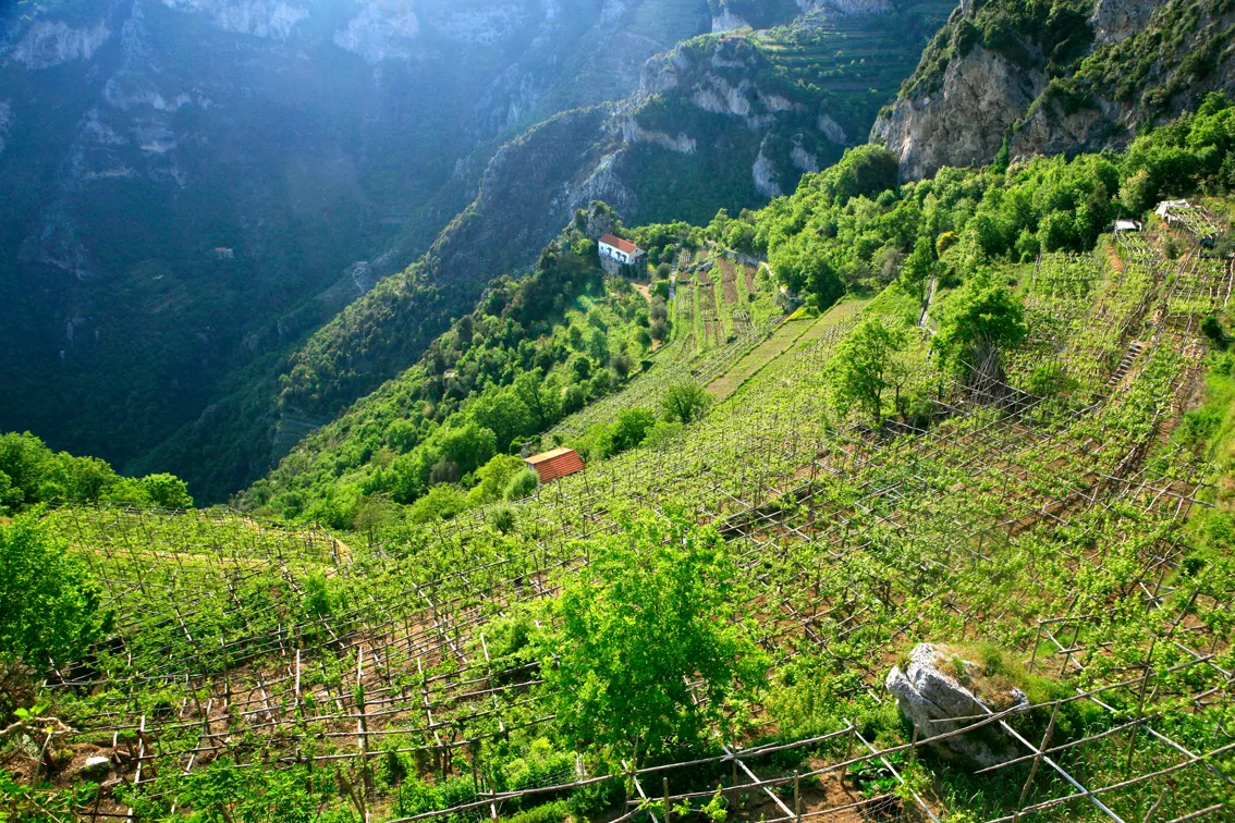 Viticoltura estrema. Vigne della cantina Marisa Cuomo, a Furore / Massimiliano Rella