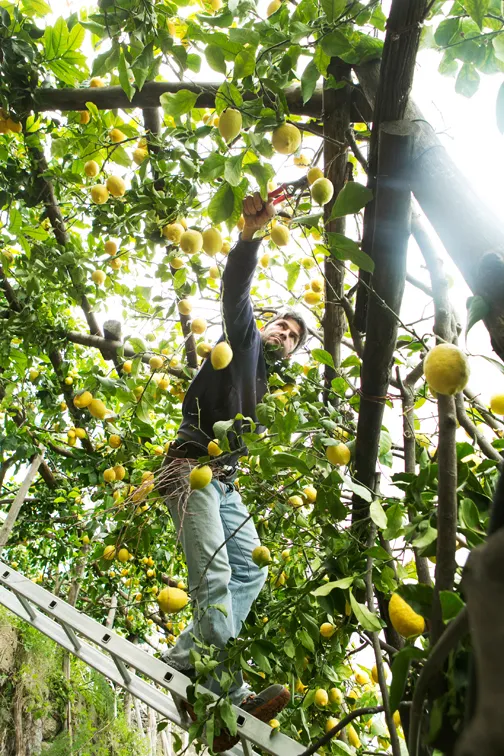 Raccolta dei limoni Igp Sfusato Amalfitano / Massimiliano Rella