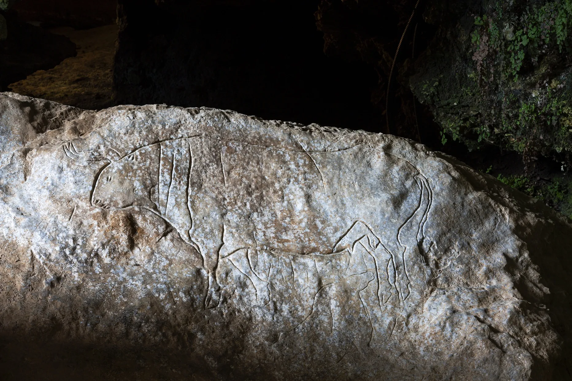 Il graffitto del Bos Primigenius (Uro) nel Riparo del Romito, sito archeologico paleolitico di Papasidero (Cs) / foto di Massimiliano Rella