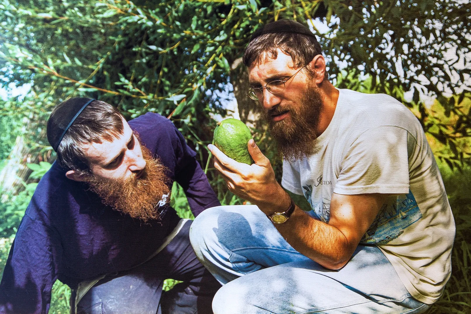 Rabbini selezionano il cedro “sacro” per la festa delle Capanne (Sukkot) a Santa Maria del Cedro (Cs). Museo del Cedro, la riproduzione dello scatto di Eugenio Magurno / foto di Massimiliano Rella