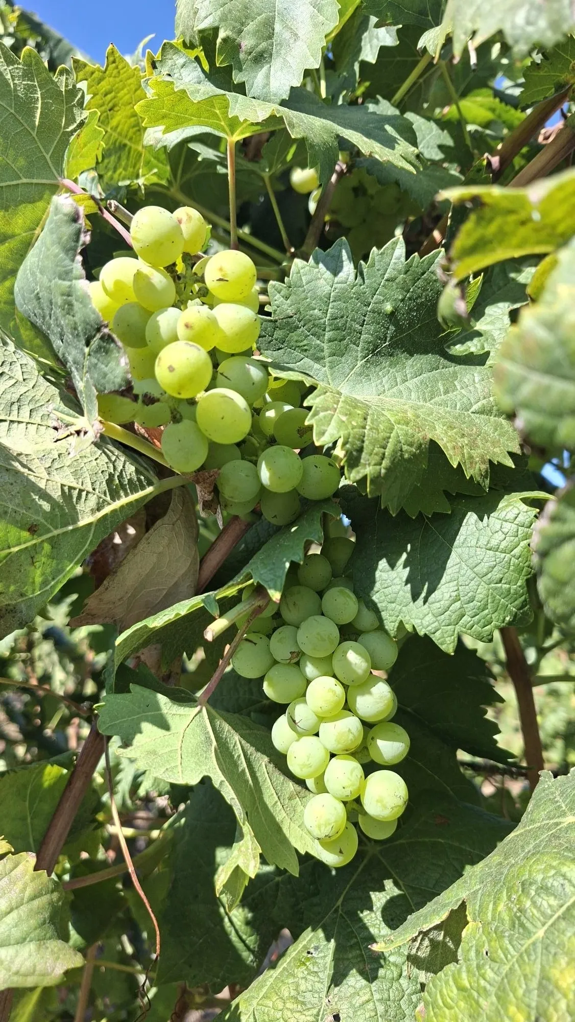Le uve di Vermentino, simbolo della Gallura in bottiglia, con rinomate etichette per l'unica Docg di Sardegna / G.Matarazzo 