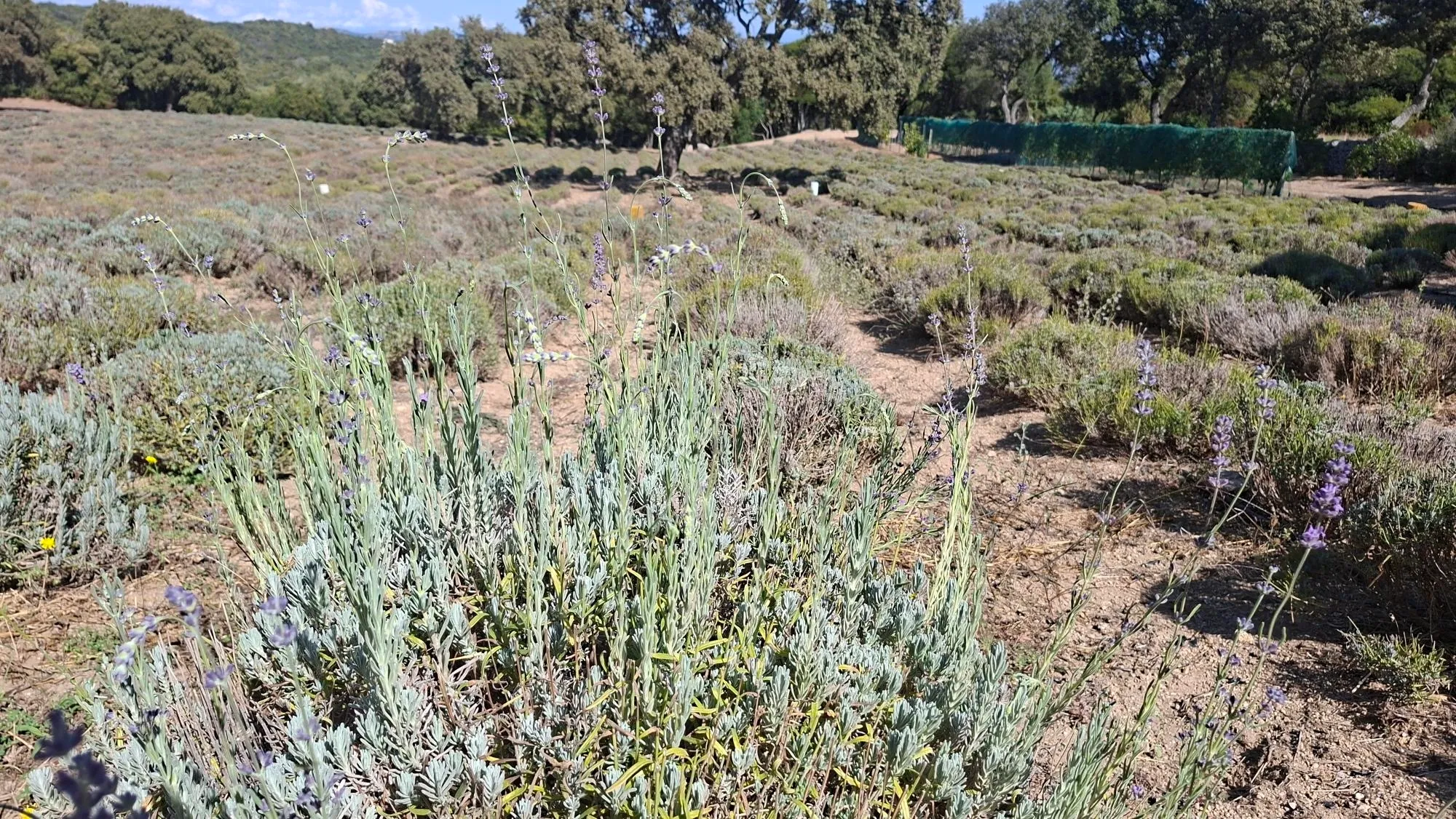  Un campo di lavanda nella Tenuta Tresserri / G.Matarazzo 