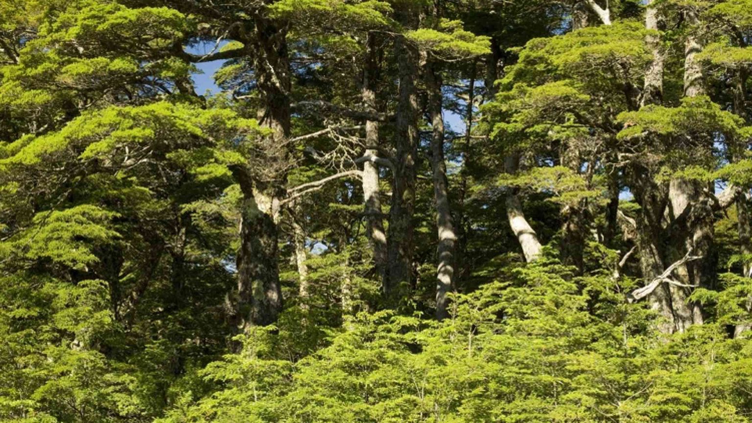 Nel tempo della ragnatela