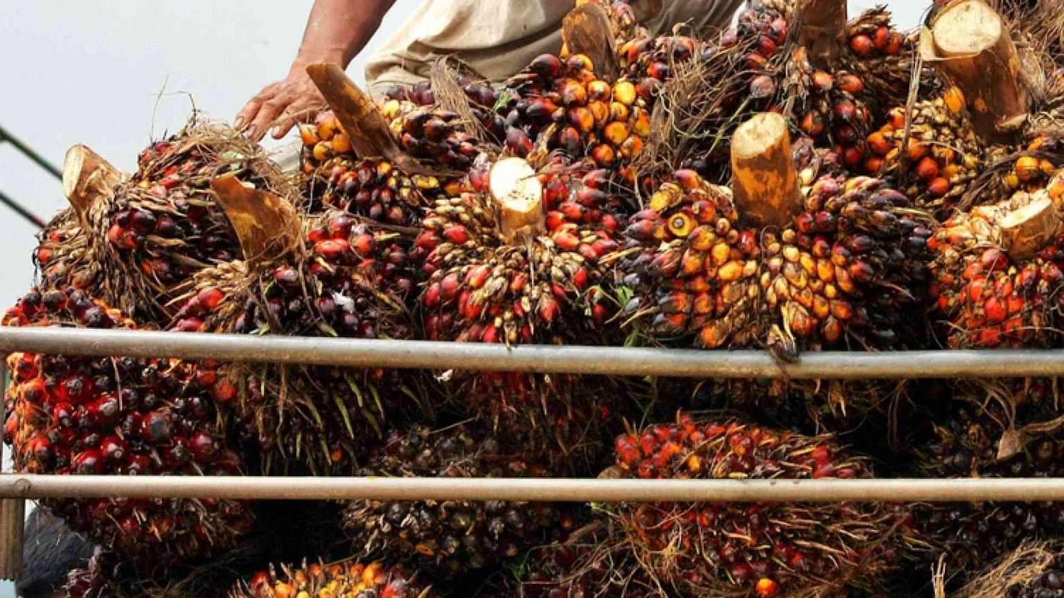 Così Bruxelles scivola sull'olio di palma