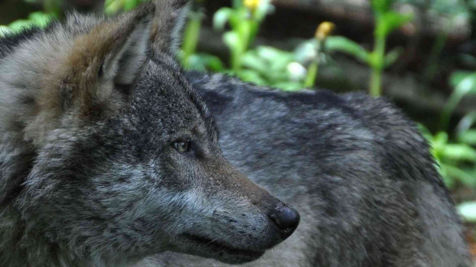 Ululati sulle Alpi, il Lupo è tornato