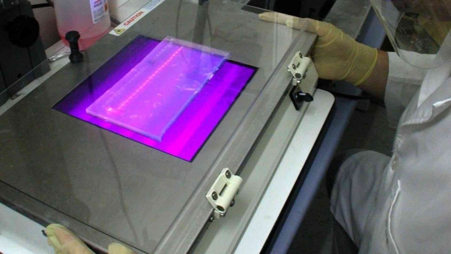 Embrioni uomo-maiale, polemiche sul test Usa