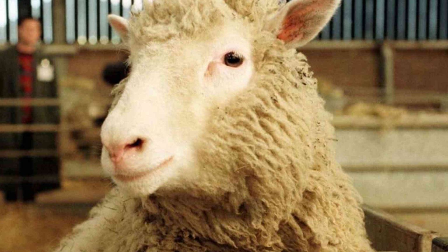 L’eredità di Dolly: la clonazione non serve