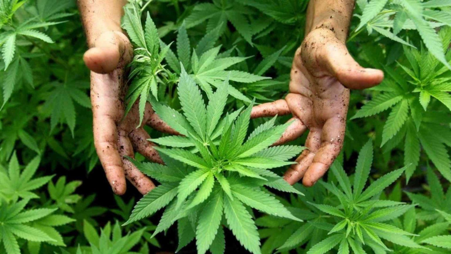 Ddl cannabis all'esame della Camera