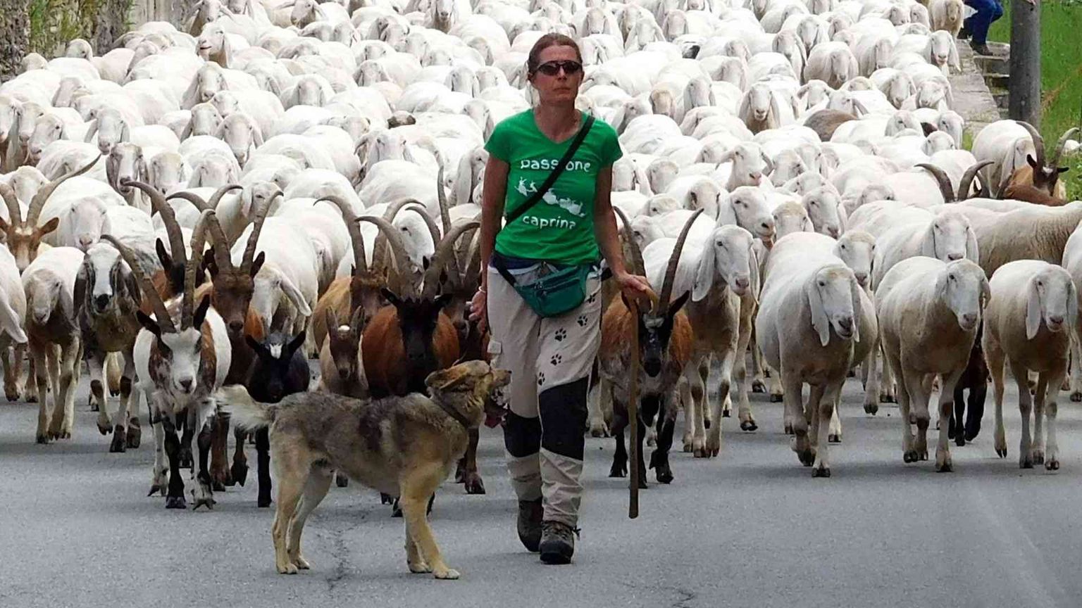 Il «mal di pecore», un mondo lontano che affascina