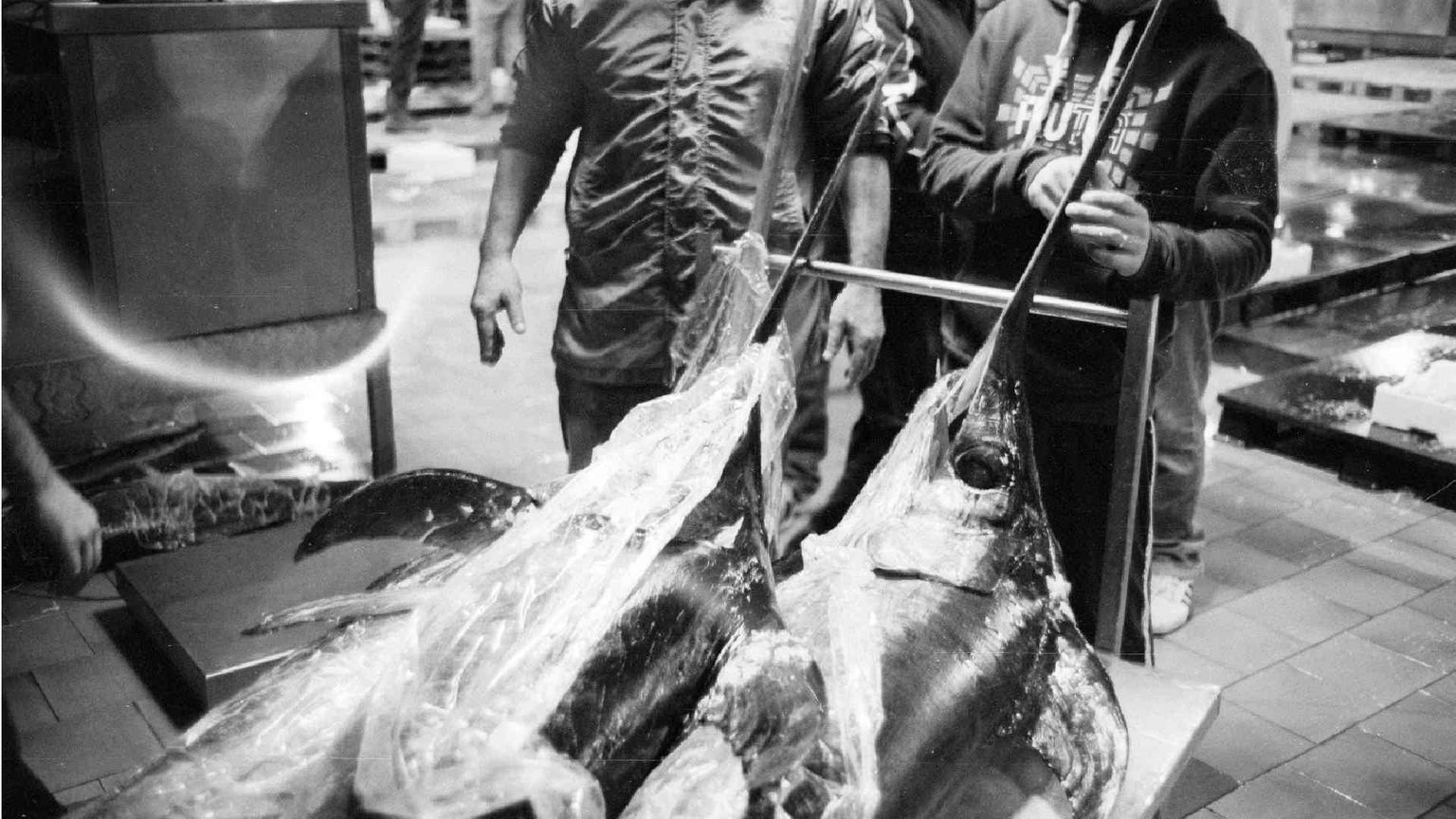 L'Europa mette le quote al pesce spada