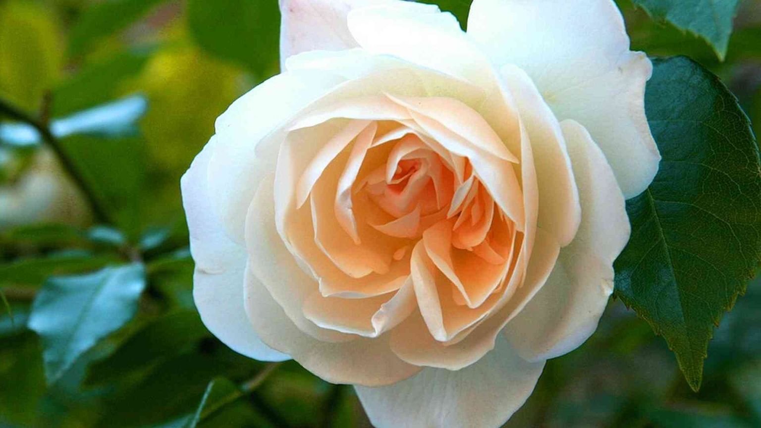 La rosa blanca
