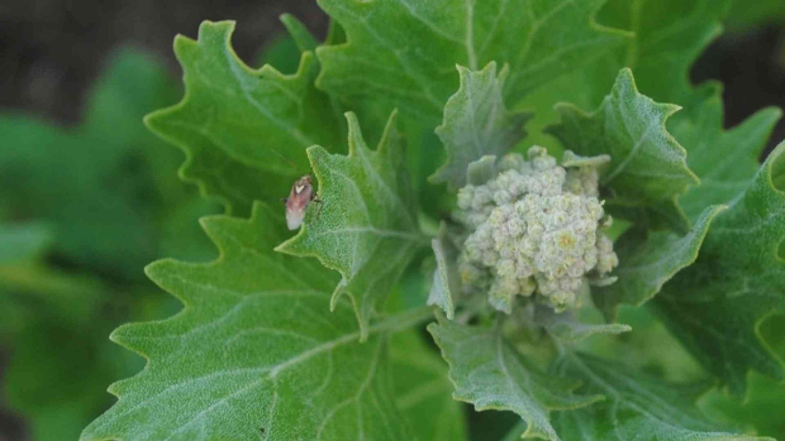 Xylella e le sue molte «sorelle». L'invasione dei parassiti alieni