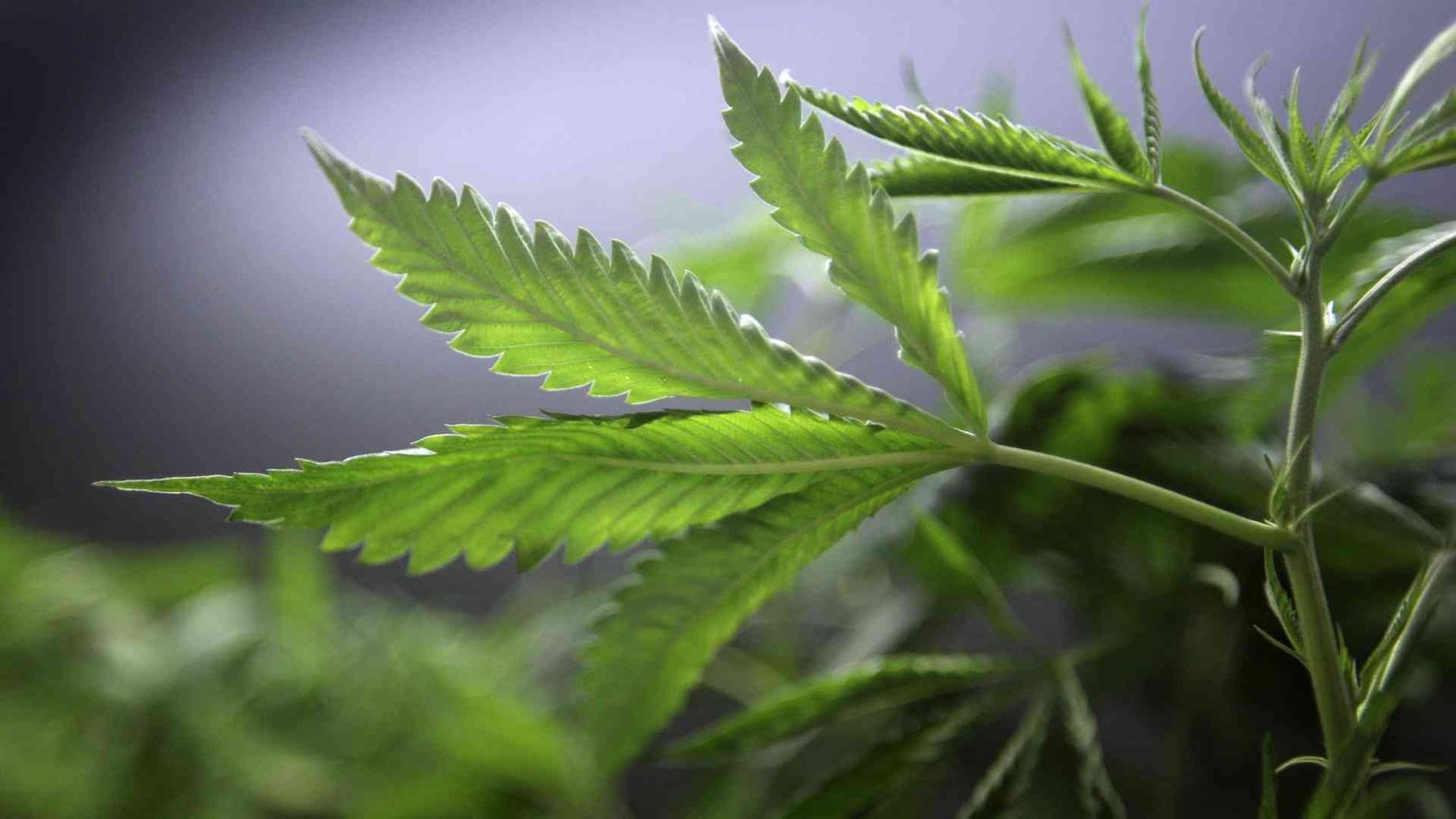 La droga fa male, non dite bugie ai giovani