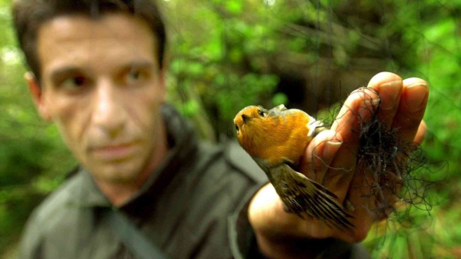 Uccelli da richiamo drogati, i crudeli affari di veterinari e bracconieri