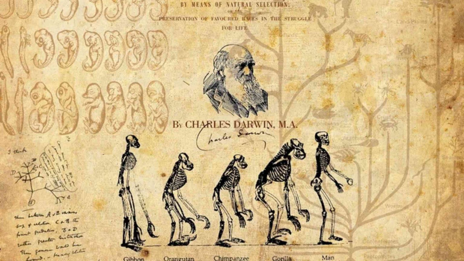 Erdogan «purga» anche l'evoluzionismo di Darwin