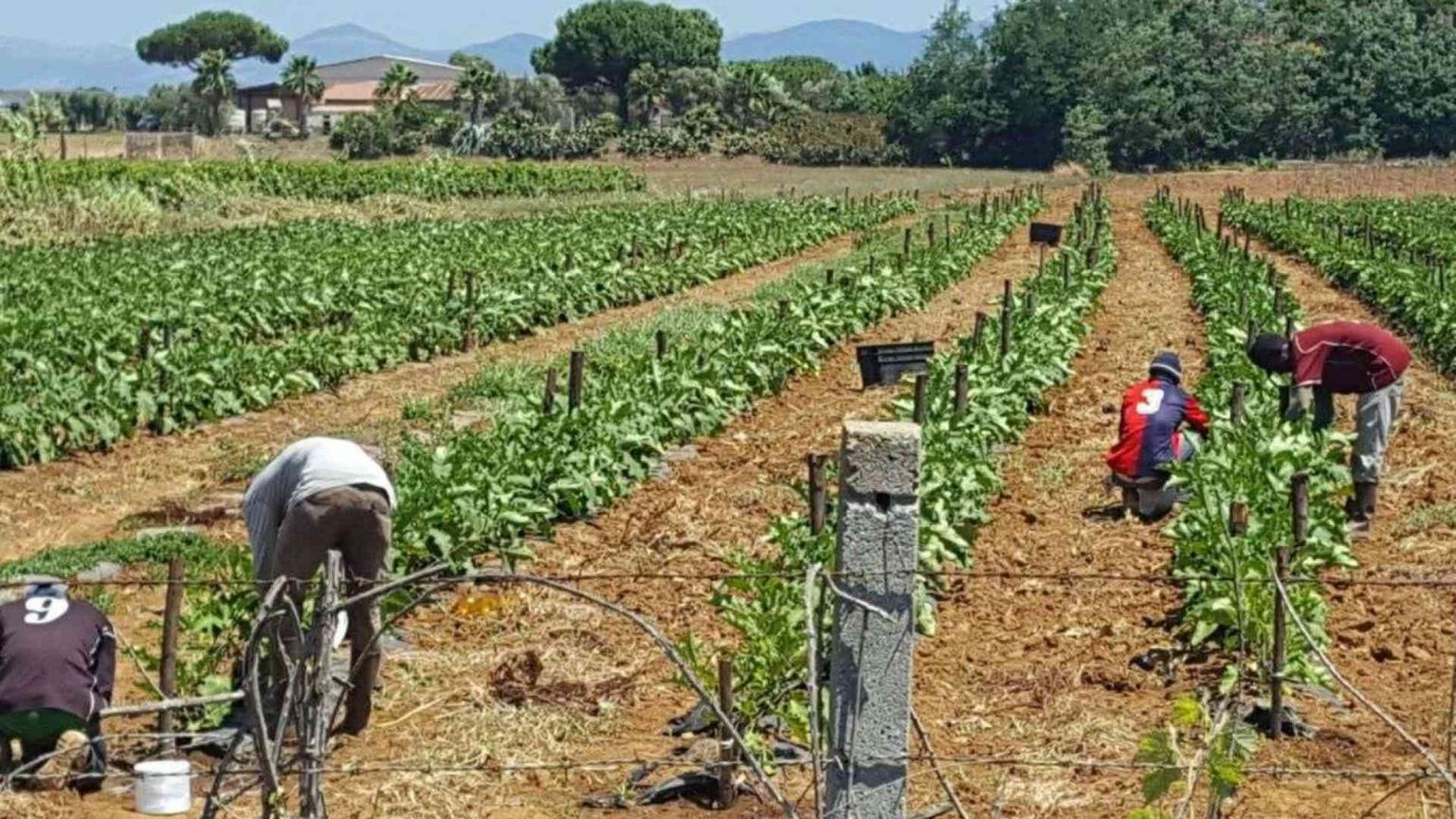 Latina, richiedenti asilo sfruttati insieme alle braccianti italiane